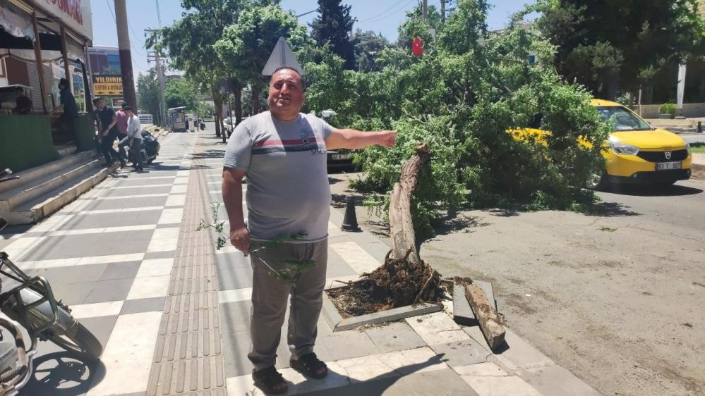 Fırtına ağaçları devirdi - Resim : 2