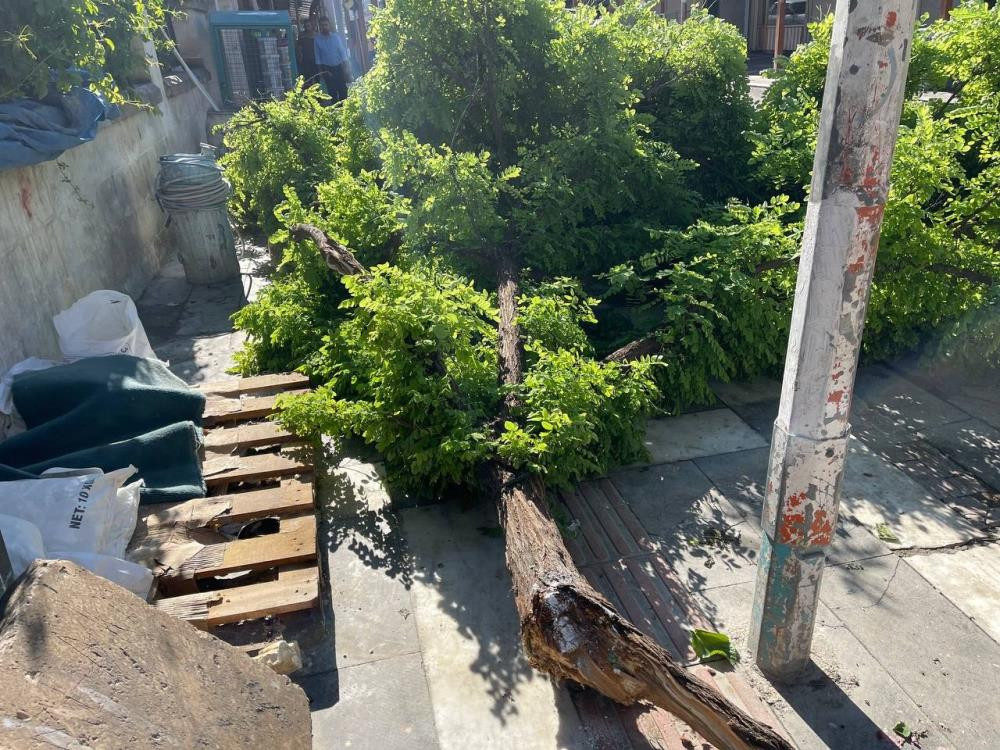 Fırtına ağaçları devirdi - Resim : 6