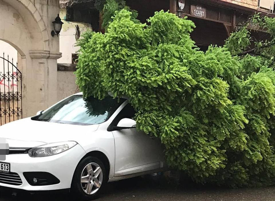 Fırtına ağaçları devirdi - Resim : 7