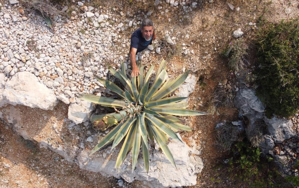 Kayalık alanda kendiliğin çıktı boyu 25 günde 4 metreyi aştı - Resim : 1