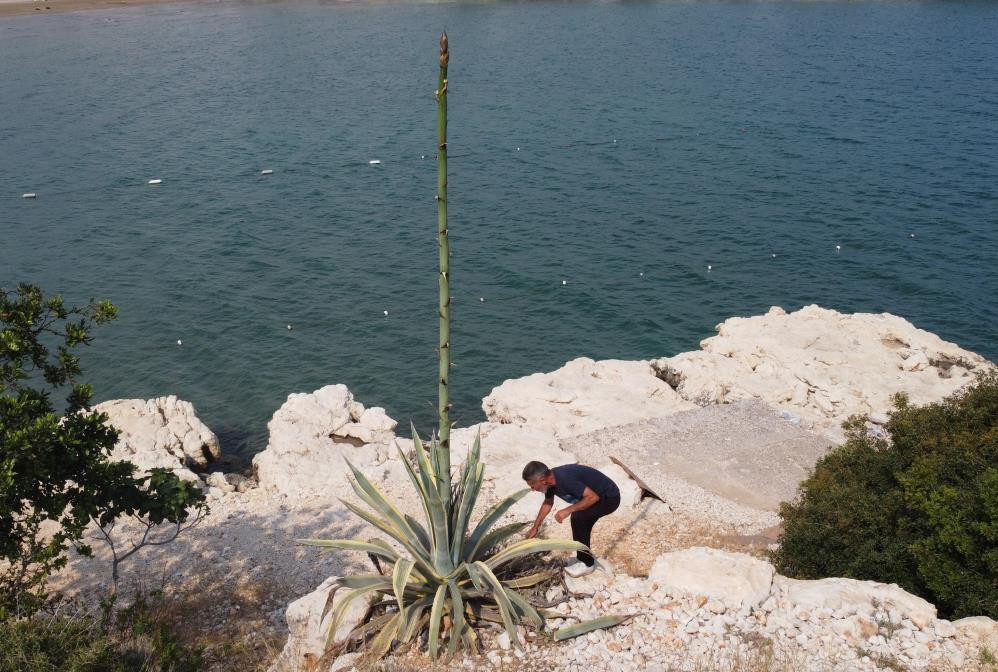 Kayalık alanda kendiliğin çıktı boyu 25 günde 4 metreyi aştı - Resim : 3