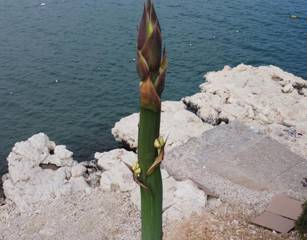 Kayalık alanda kendiliğin çıktı boyu 25 günde 4 metreyi aştı - Resim : 4
