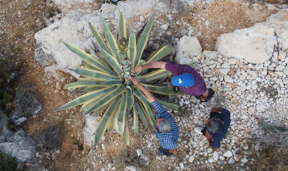 Kayalık alanda kendiliğin çıktı boyu 25 günde 4 metreyi aştı - Resim : 5