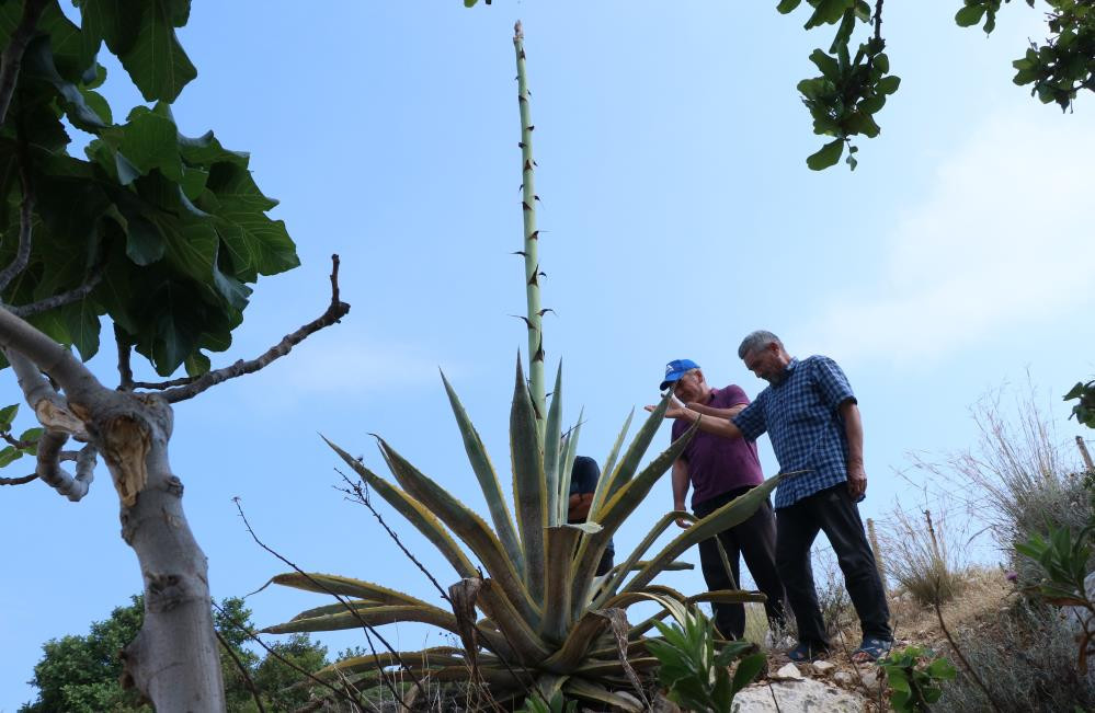 Kayalık alanda kendiliğin çıktı boyu 25 günde 4 metreyi aştı - Resim : 7