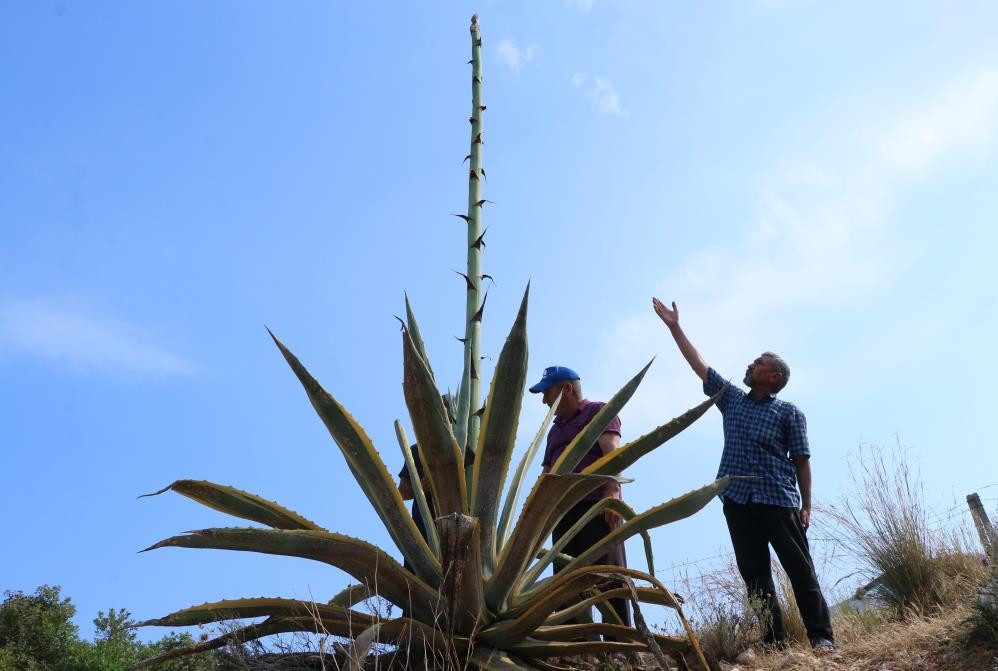 Kayalık alanda kendiliğin çıktı boyu 25 günde 4 metreyi aştı - Resim : 8