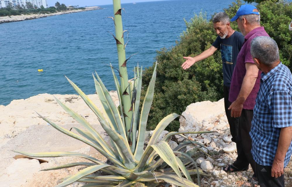 Kayalık alanda kendiliğin çıktı boyu 25 günde 4 metreyi aştı - Resim : 9