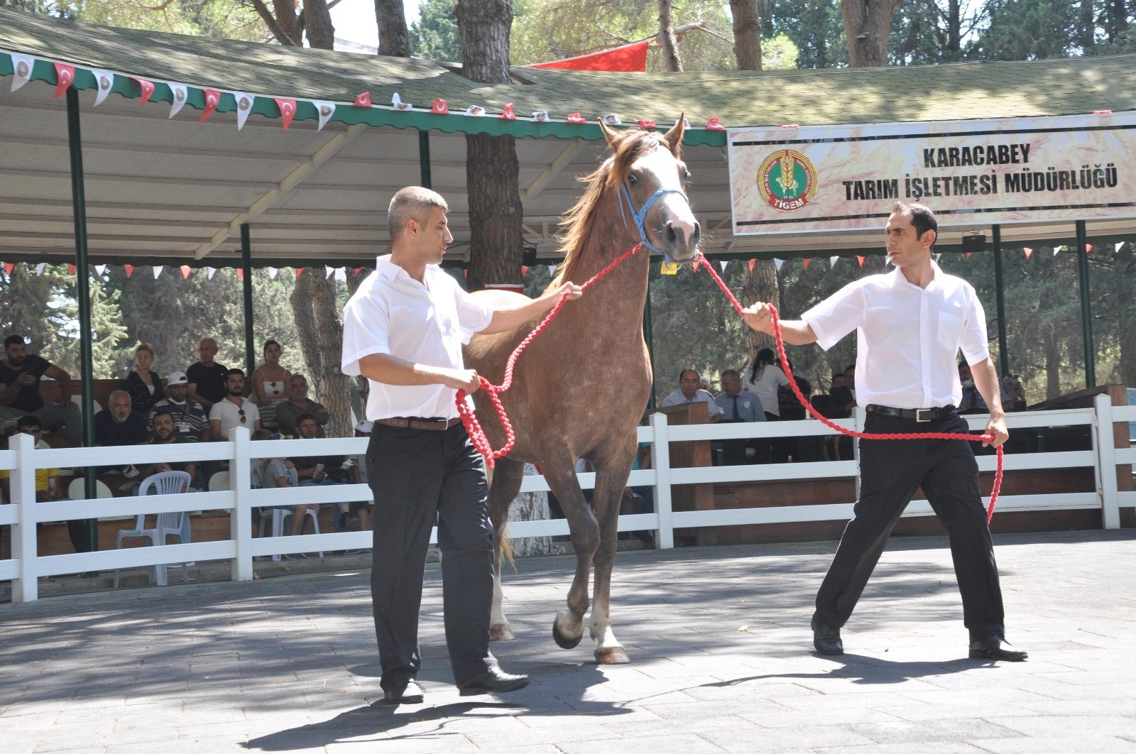 TİGEM bu yıl 280 tayın satışını yapacak - Resim : 3