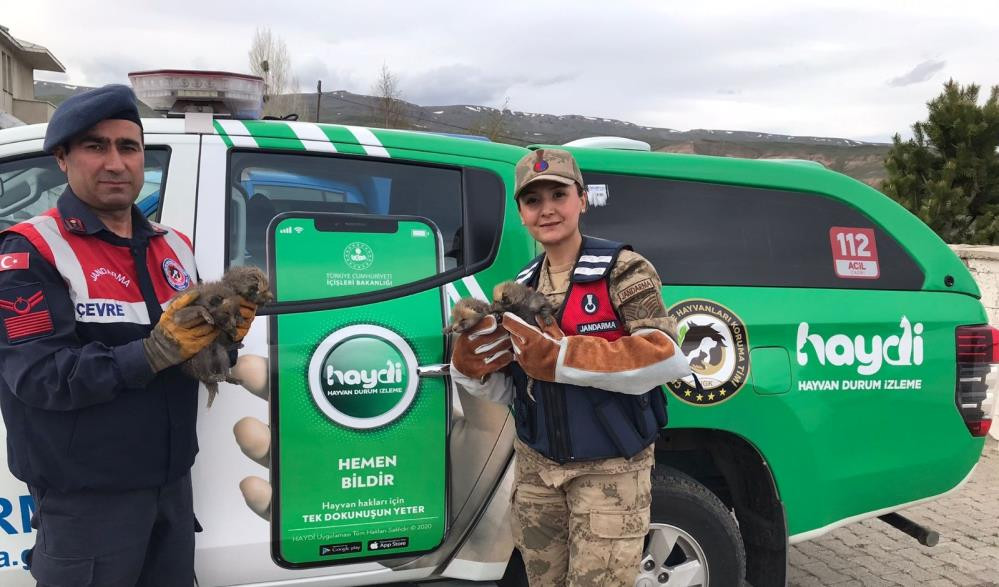 Tilki yavrularının süt annesi jandarmadan - Resim : 3