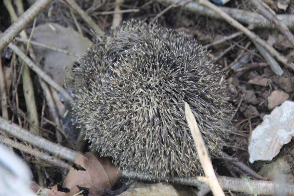 Kahvehaneci gördü okey masası dağıldı. İtfaiye yardımlarına koştu - Resim : 4