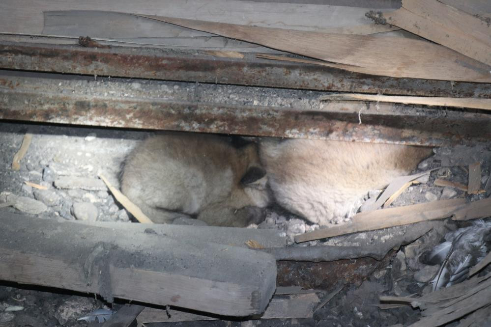 Tilkiler kereste fabrikasını işgal etti - Resim : 2