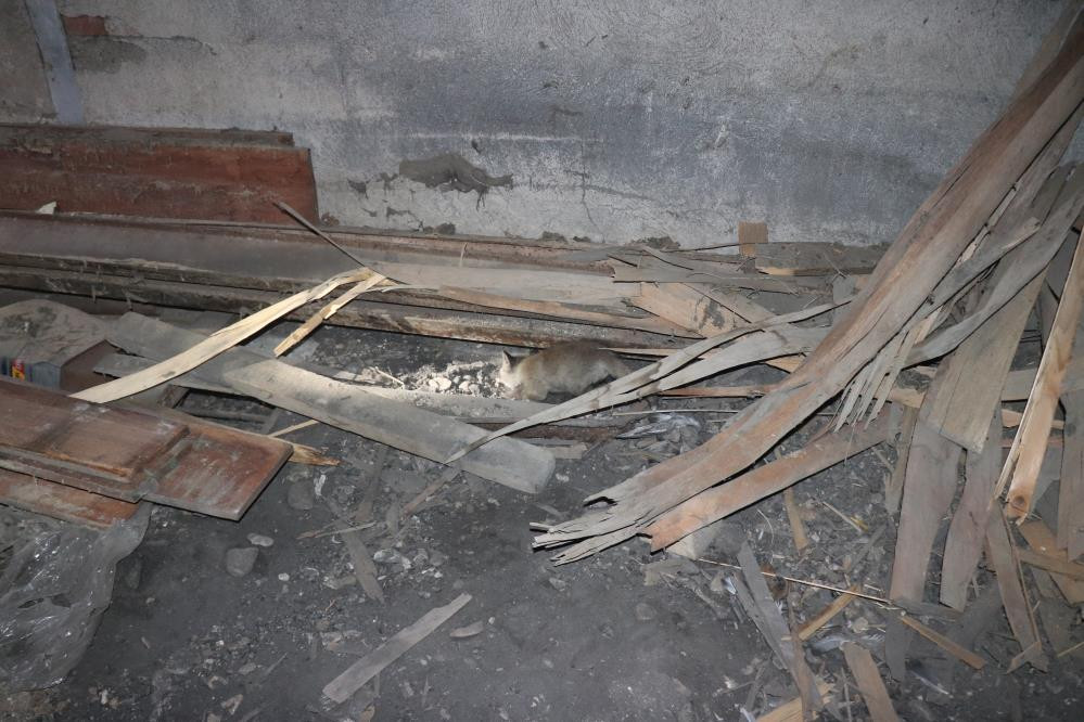 Tilkiler kereste fabrikasını işgal etti - Resim : 3