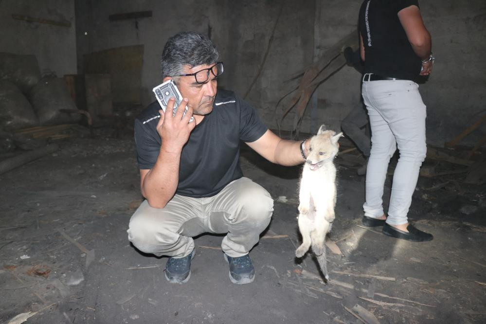 Tilkiler kereste fabrikasını işgal etti - Resim : 5