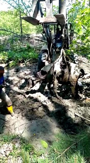 İnek bataklığa saplandı. Alarm verildi - Resim : 2