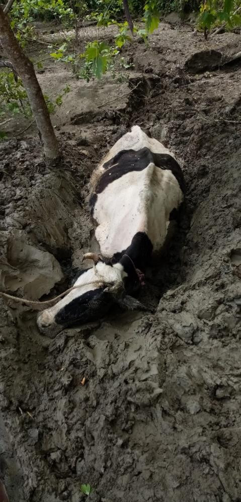 İnek bataklığa saplandı. Alarm verildi - Resim : 4