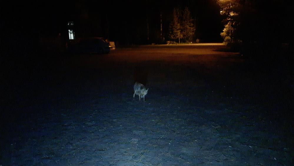 Kars’ta tilkiyi köpek gibi beslediler - Resim : 2