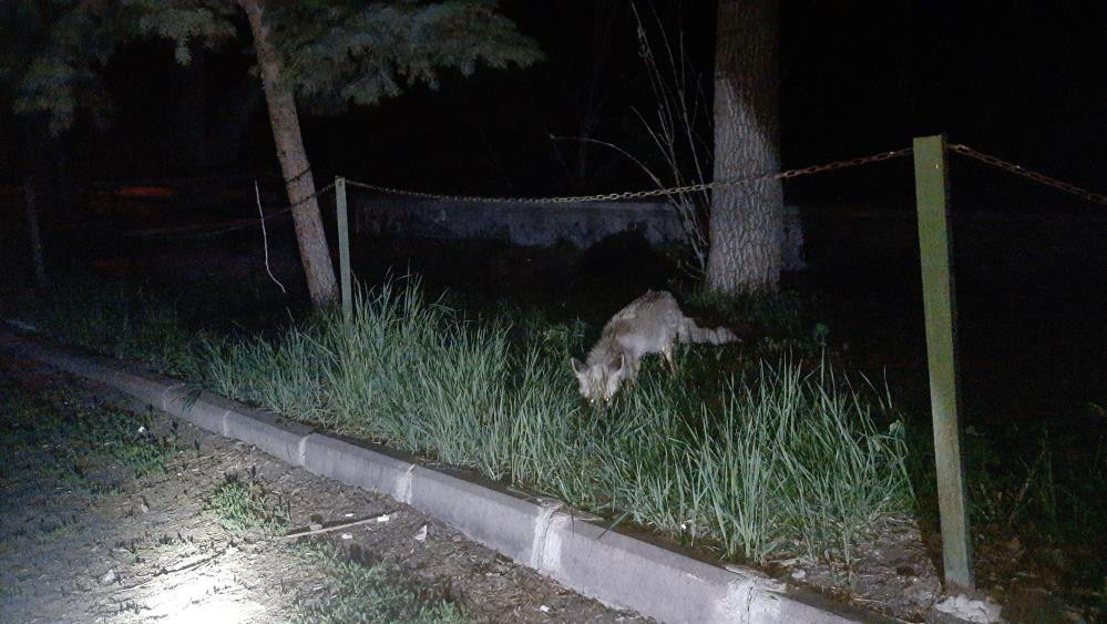 Kars’ta tilkiyi köpek gibi beslediler - Resim : 3