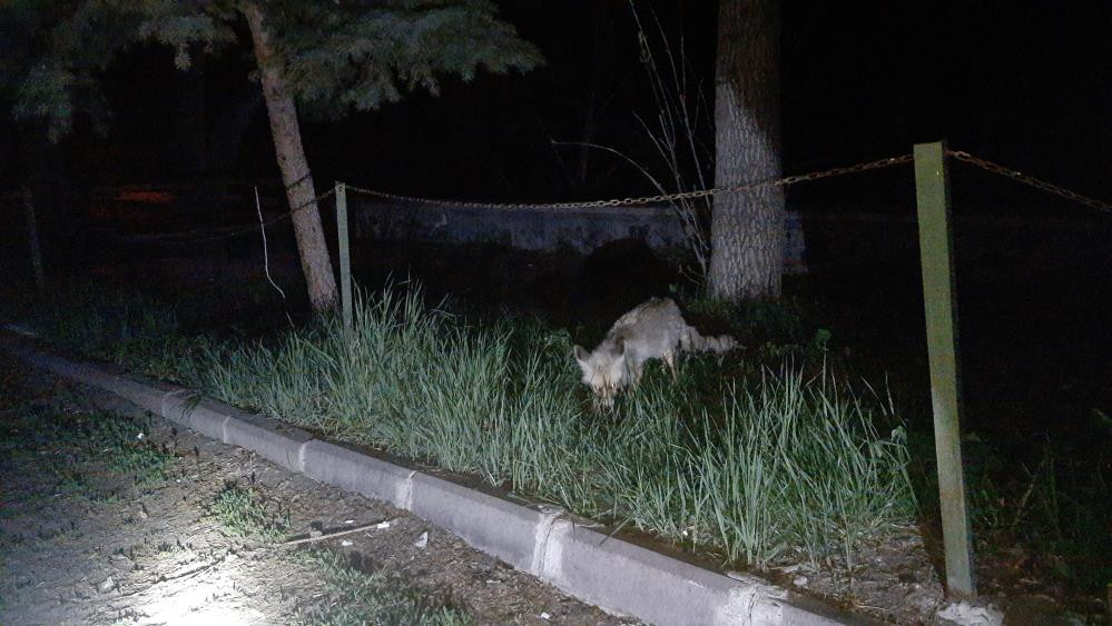 Kars’ta tilkiyi köpek gibi beslediler - Resim : 4