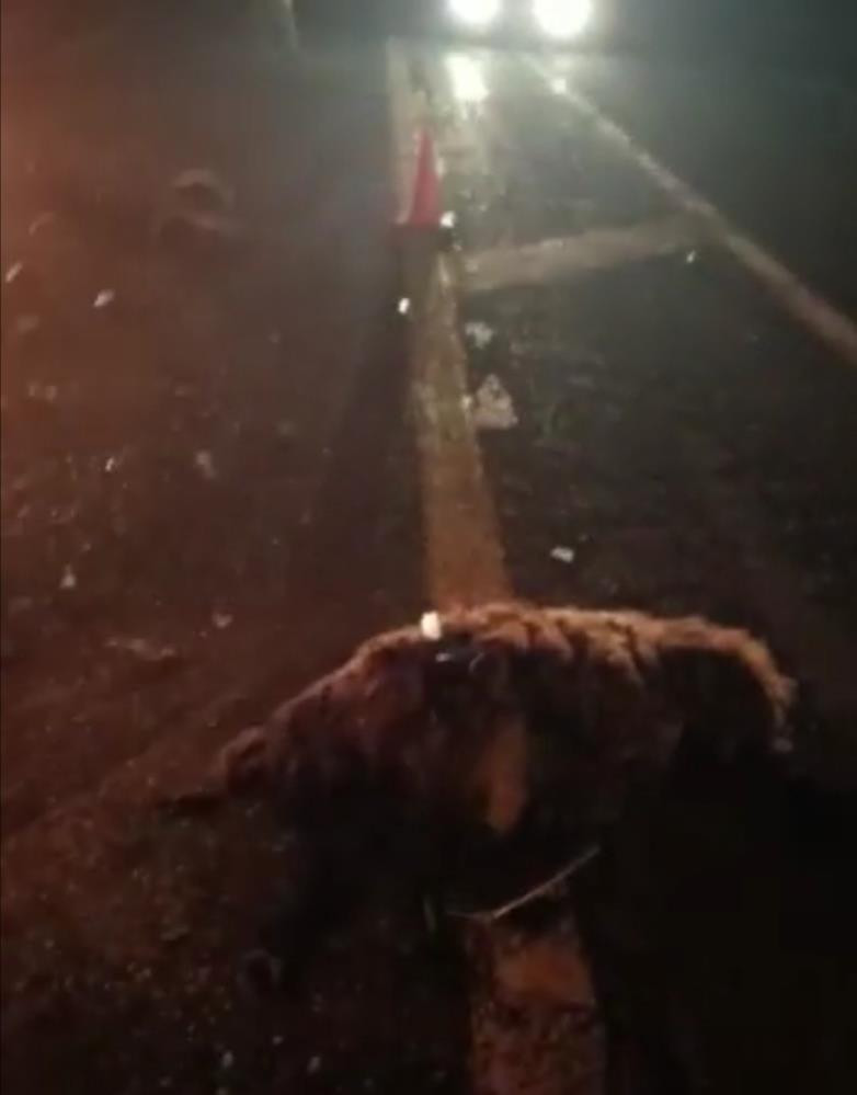 Koyun sürüsünü otomobil biçti - Resim : 2