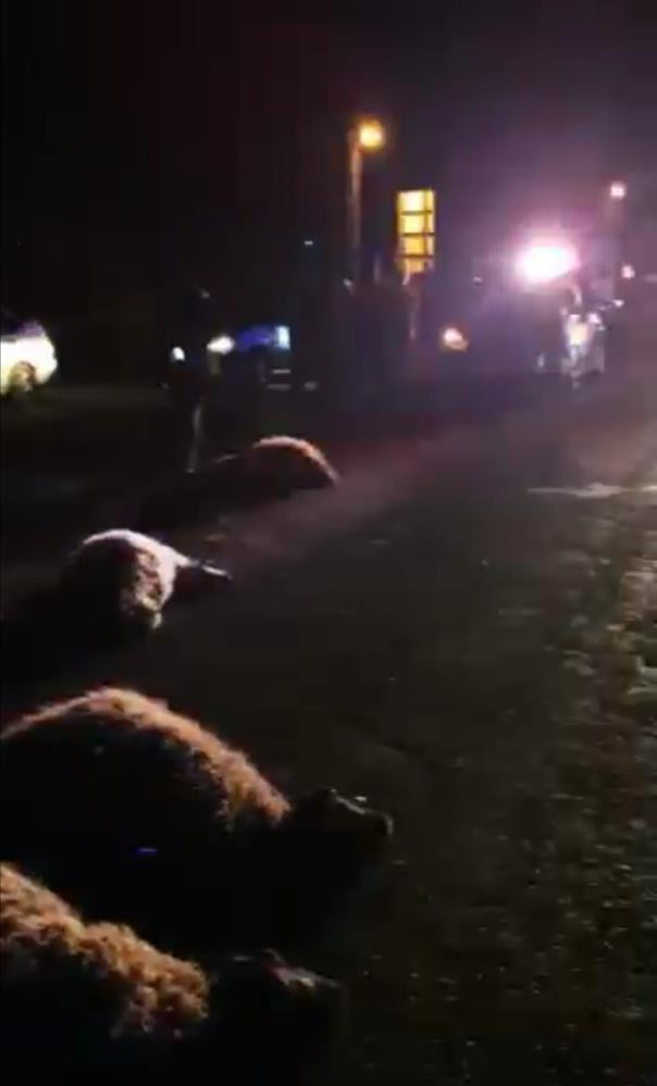 Koyun sürüsünü otomobil biçti - Resim : 4