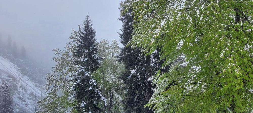 Mayıs'taki kar, köy yollarını kapattı - Resim : 2