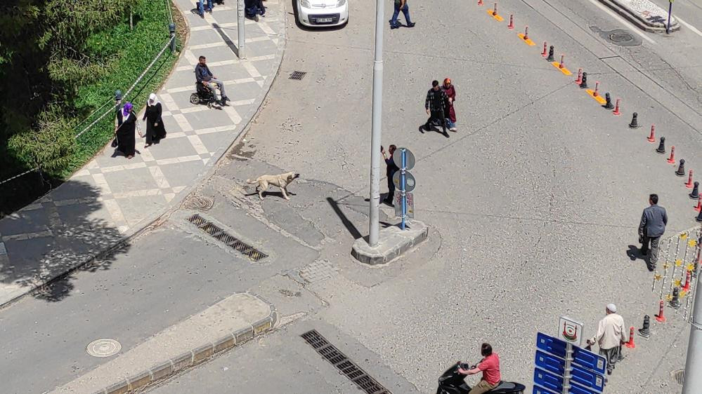 Belediyeden sokak köpeği operasyonu - Resim : 2