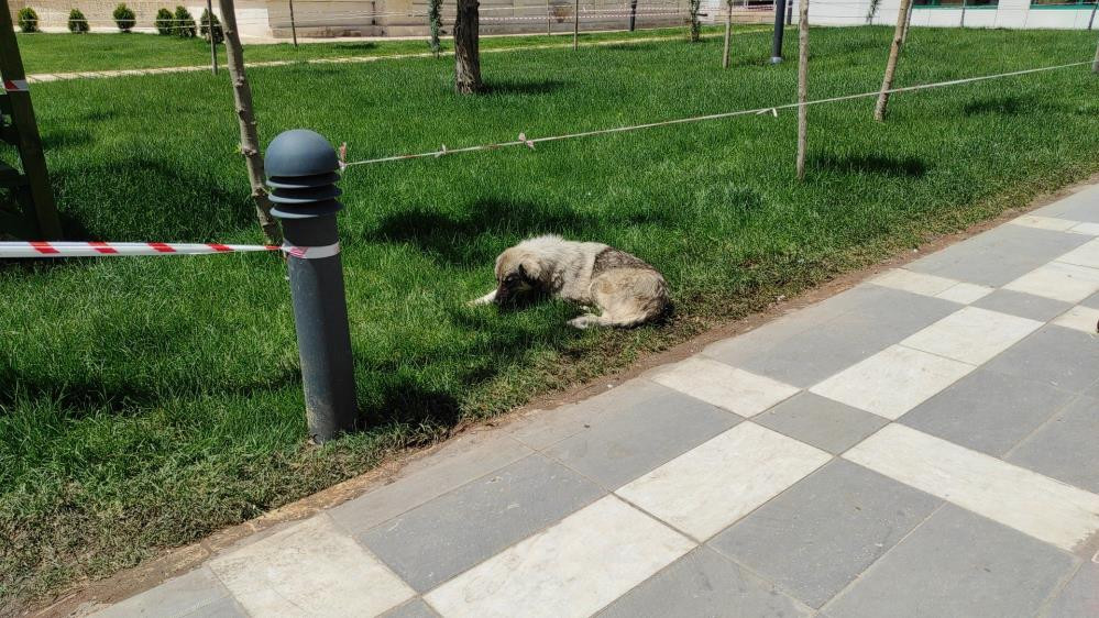Belediyeden sokak köpeği operasyonu - Resim : 4