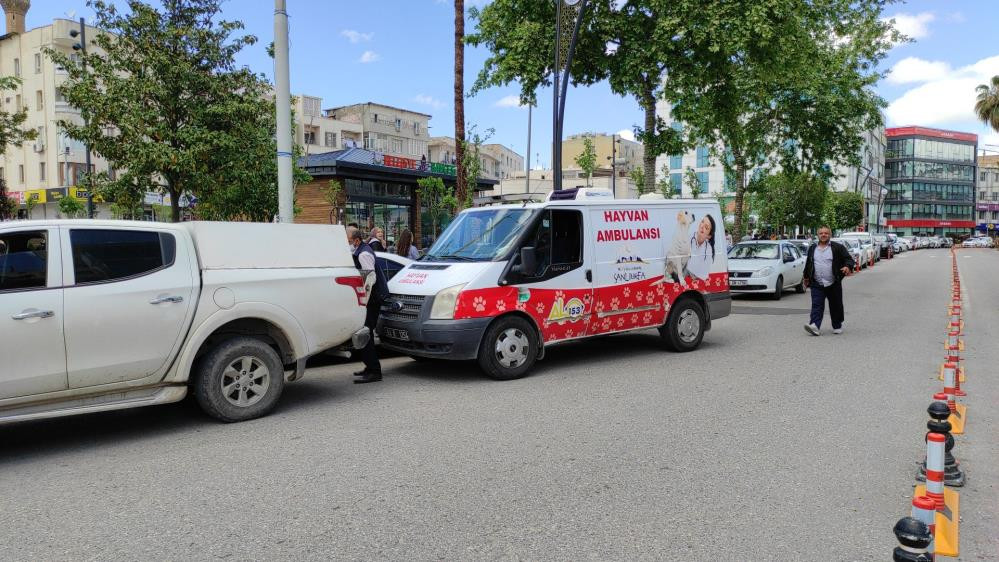 Belediyeden sokak köpeği operasyonu - Resim : 6