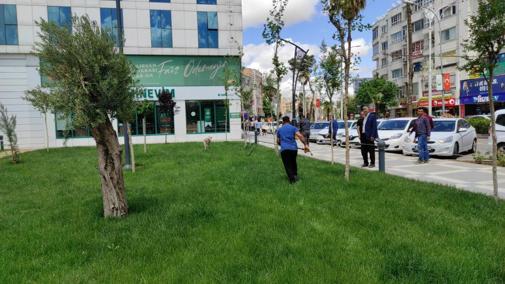 Belediyeden sokak köpeği operasyonu - Resim : 7