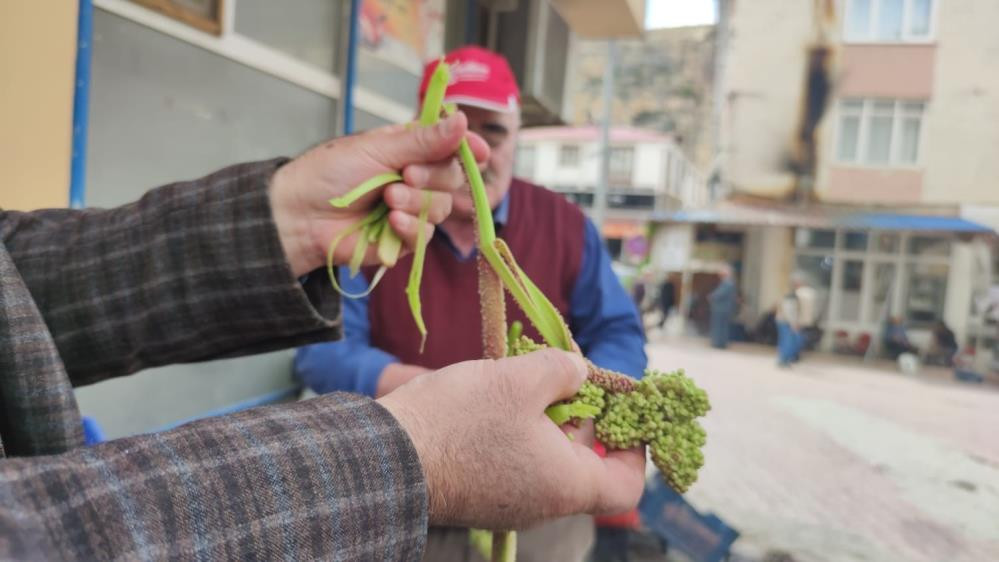 Işkın otu böbrek rahatsızlığını geçiriyor lösemi ve kansere savaş açıyor - Resim : 2