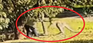 Yere düşen adamdan kanguruya sopalı dayak - Resim : 1