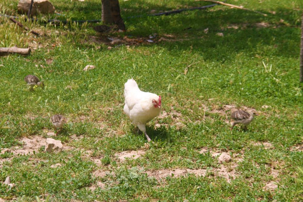Yavruları ölen tavuk çiftçiyi şaşkına çevirdi - Resim : 2