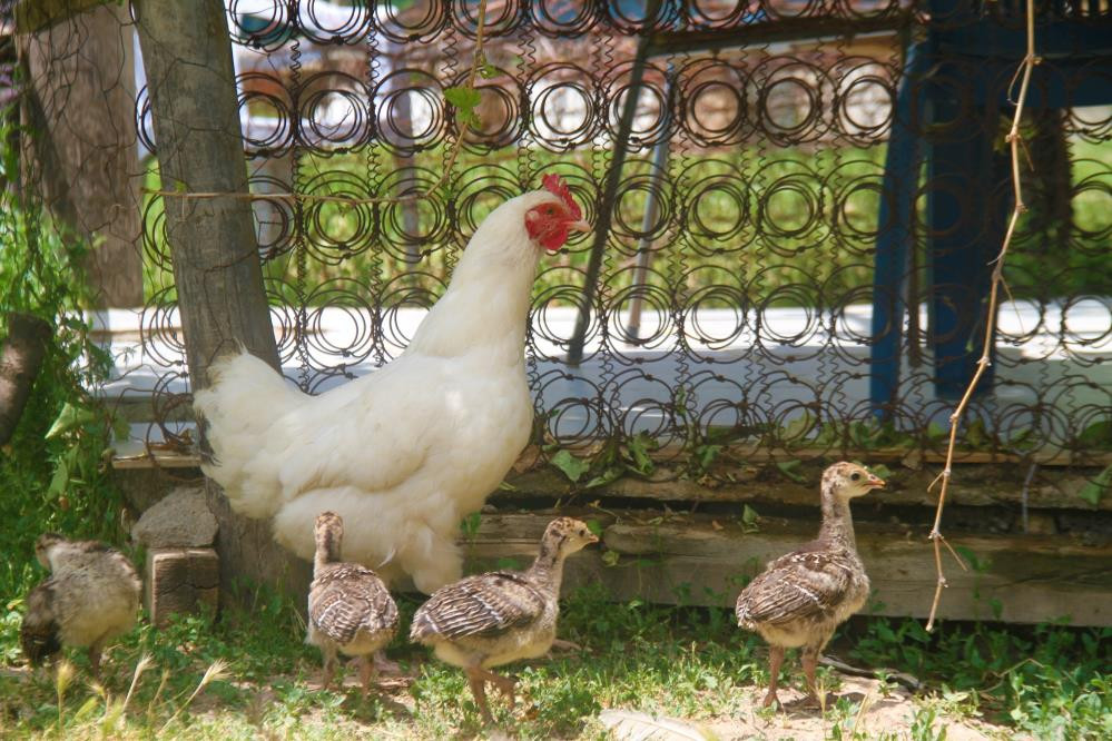 Yavruları ölen tavuk çiftçiyi şaşkına çevirdi - Resim : 4