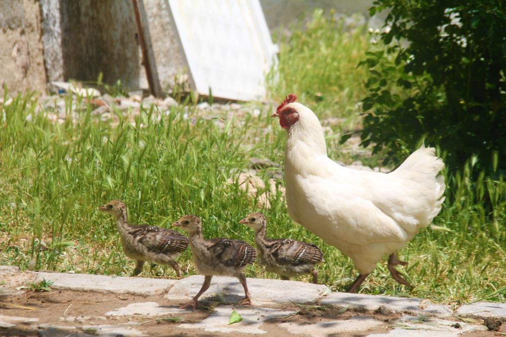 Yavruları ölen tavuk çiftçiyi şaşkına çevirdi - Resim : 5