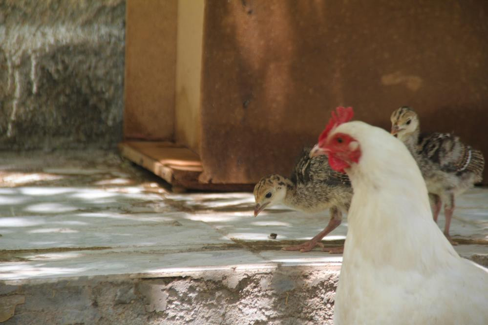 Yavruları ölen tavuk çiftçiyi şaşkına çevirdi - Resim : 8