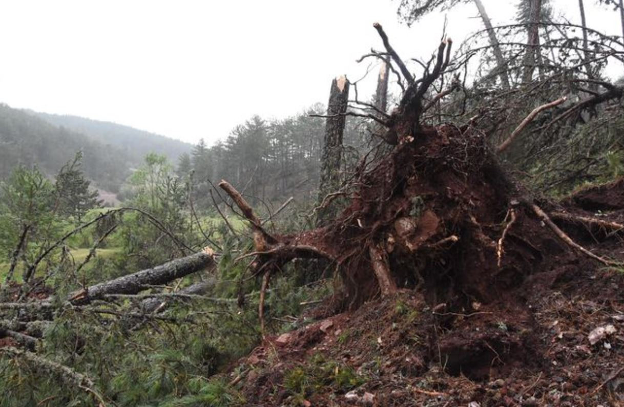 Fırtına hayatı felç etti. Yüzlerce ağaç devrildi, iletişim hatları zarar gördü - Resim : 1