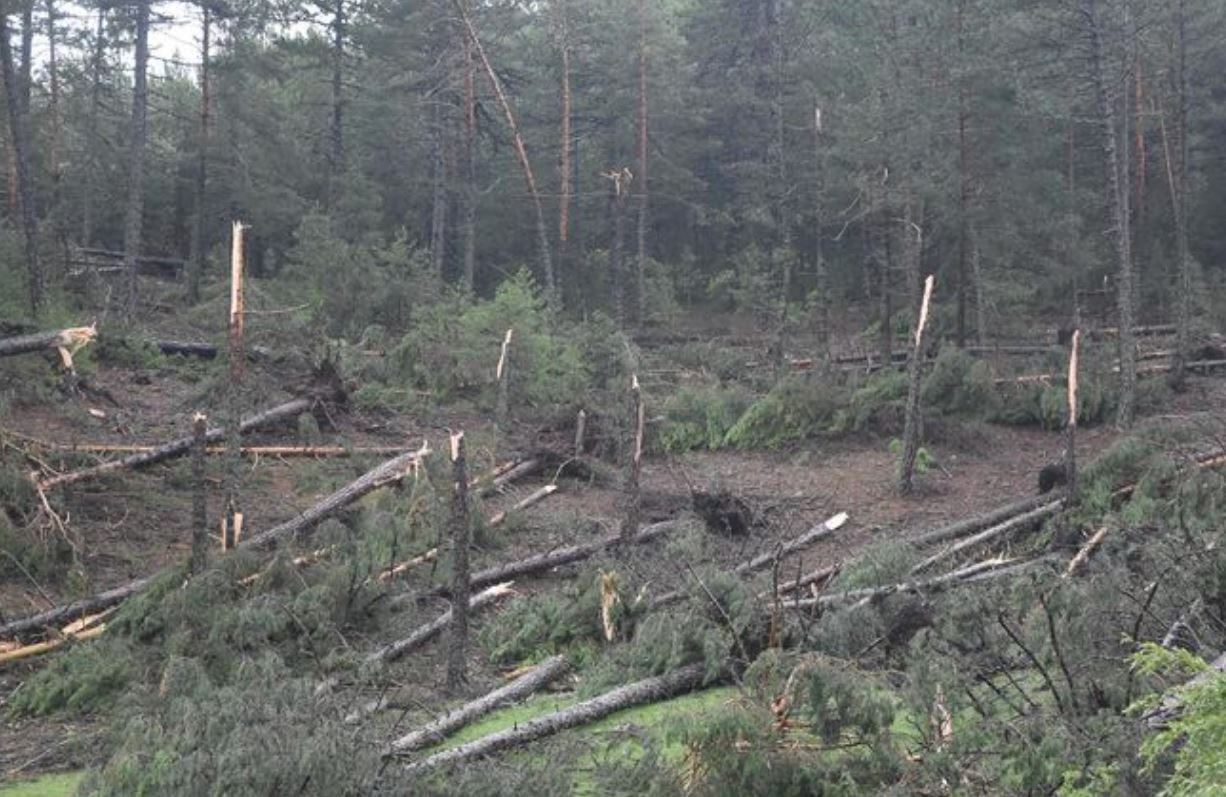 Fırtına hayatı felç etti. Yüzlerce ağaç devrildi, iletişim hatları zarar gördü - Resim : 2