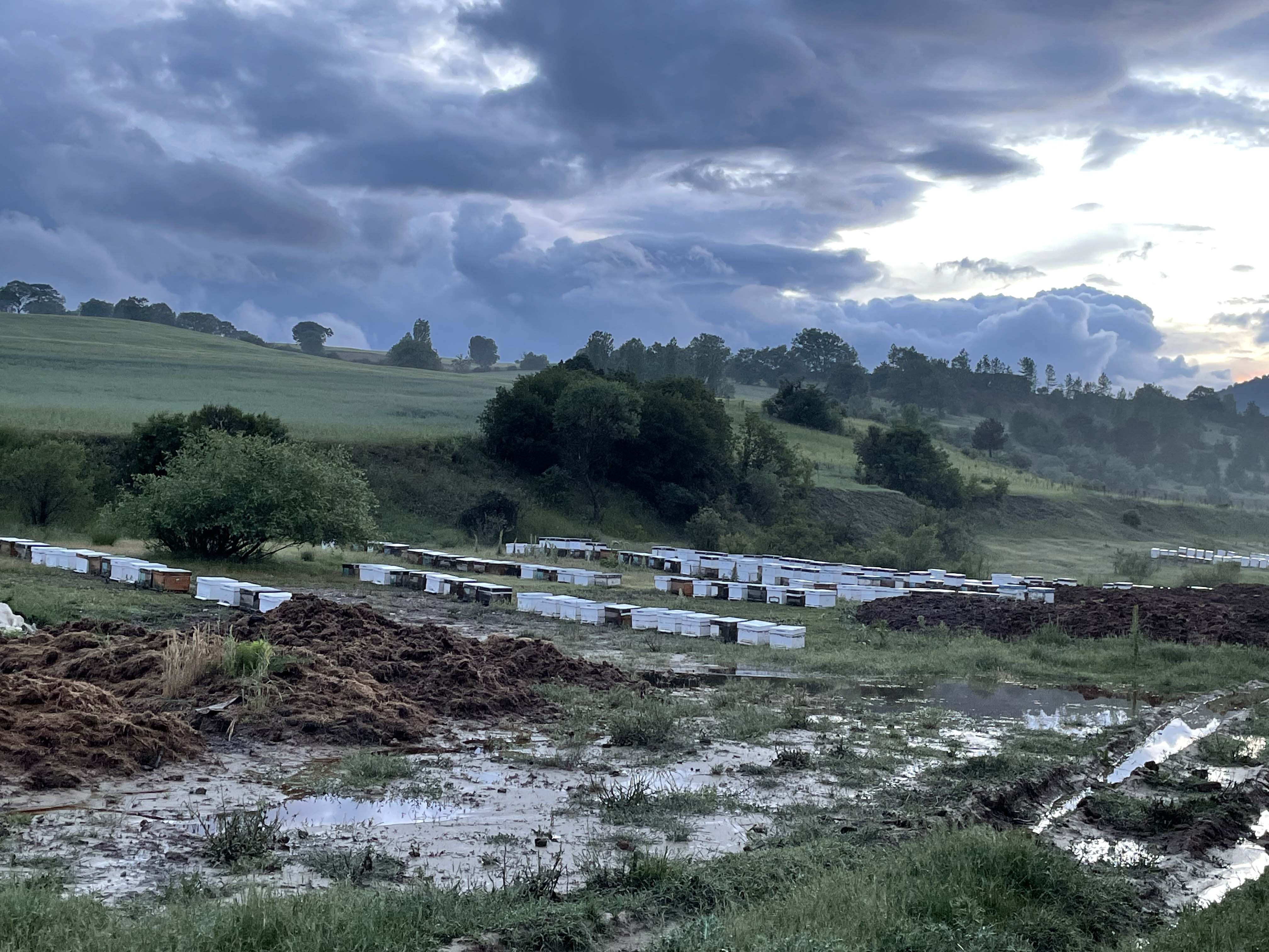 Dere taştı 100 kovan arı telef oldu - Resim : 1