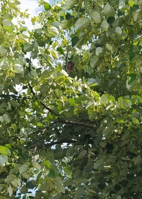 Bu resim Afrika’da çekilmedi. Kocaeli'de ağaçta makak maymunu - Resim : 1