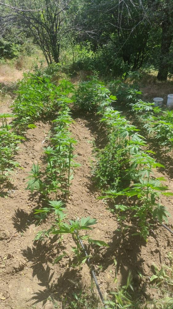 Elazığ’da 212 kök kenevir ele geçirildi - Resim : 2