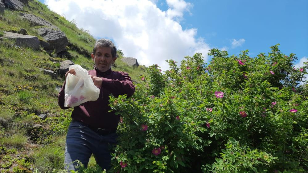 Kuşburnu bitkisini dağdan topluyorlar reçelini yapıp satıyorlar - Resim : 1