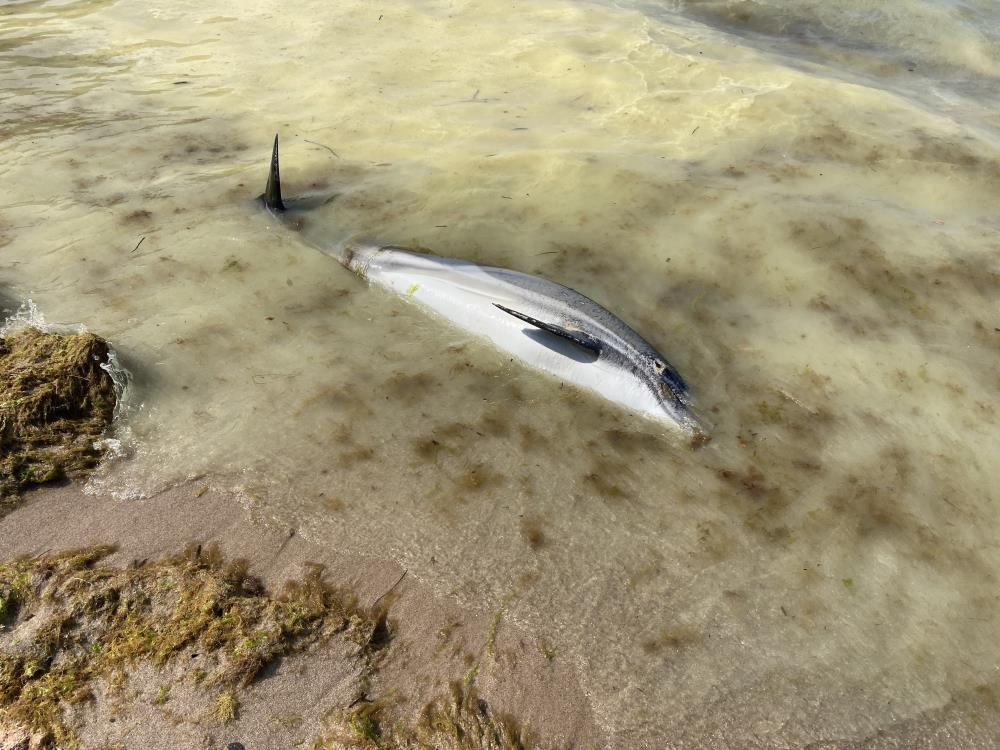 Yunusu denizdeki renk değişimi mi öldürdü - Resim : 1