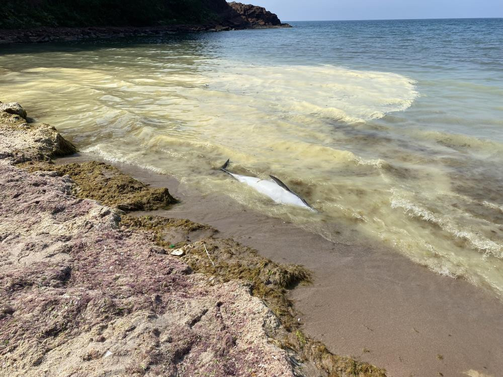 Yunusu denizdeki renk değişimi mi öldürdü - Resim : 2