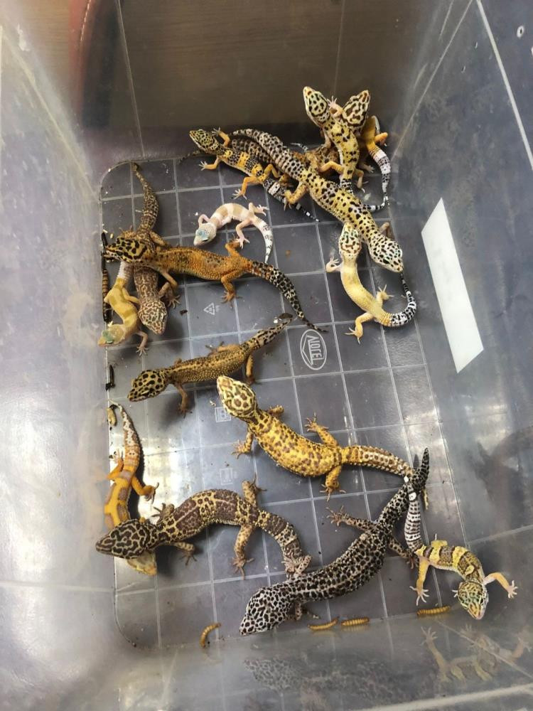 Tropik hayvan kaçakçılarına operasyon: 62 gözaltı - Resim : 6