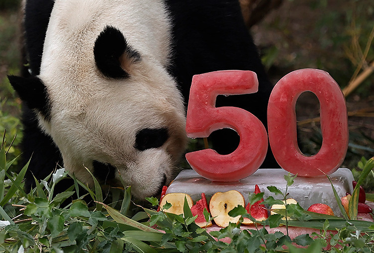 Baba Panda'ya doğum günü pastası - Resim : 2