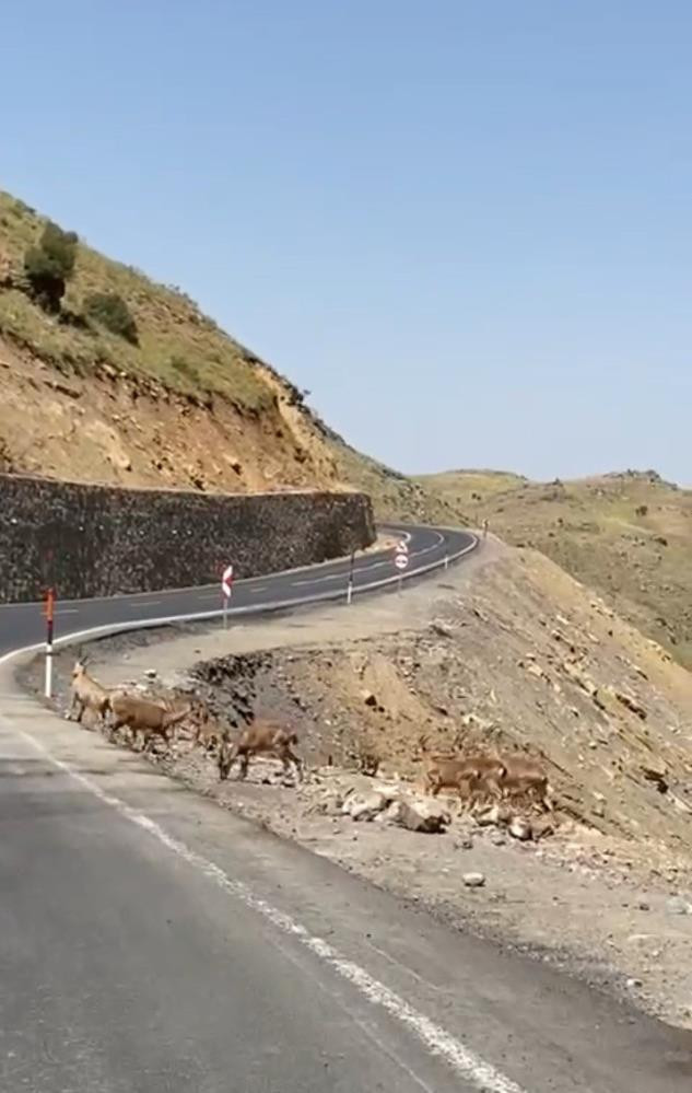 Dağ keçileri sürü halinde otobanda - Resim : 3