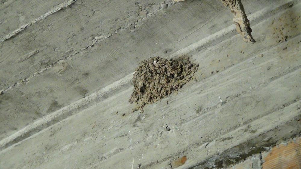 Kırlangıç yuvadan çıktı. Rengini görenin ağzı açık kaldı - Resim : 3