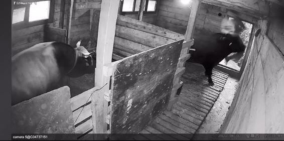 Güreşlere hazırlanan boğa sahibini hastanelik etti - Resim : 2