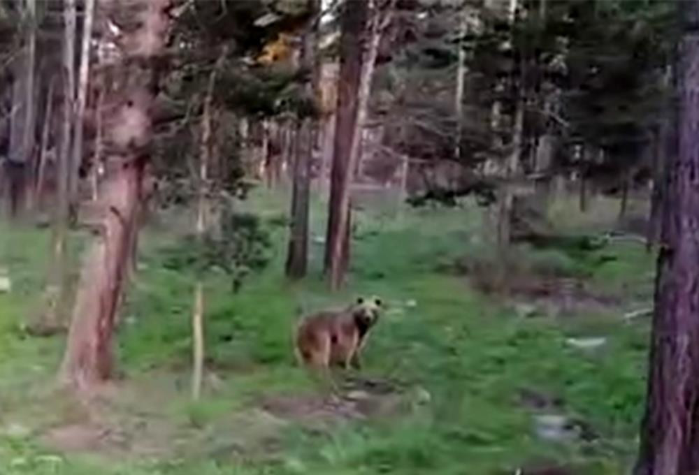 Boz ayının drondan kaçışı - Resim : 1