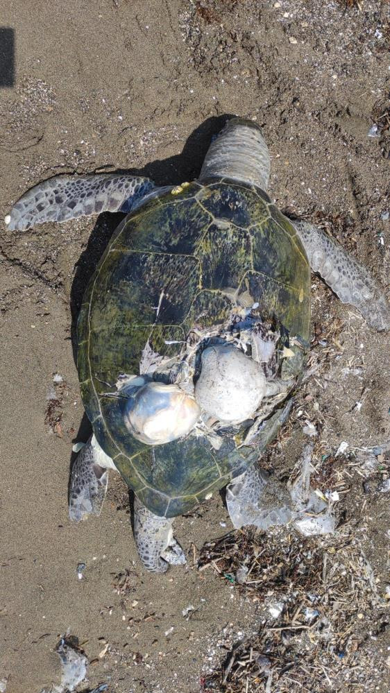 Hatay’da deniz kaplumbağasını tekne öldürdü - Resim : 2