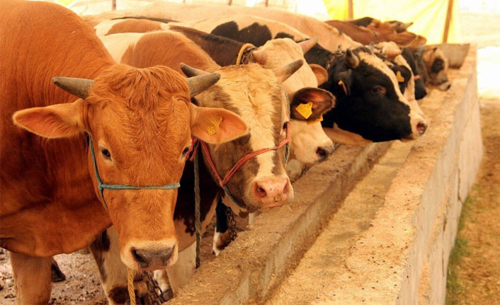 Et ve Süt Kurumu'ndan flaş karar elde kalan kurbanlıkları satın alacak - Resim : 3